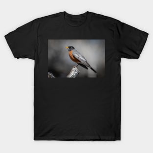 American Robin T-Shirt